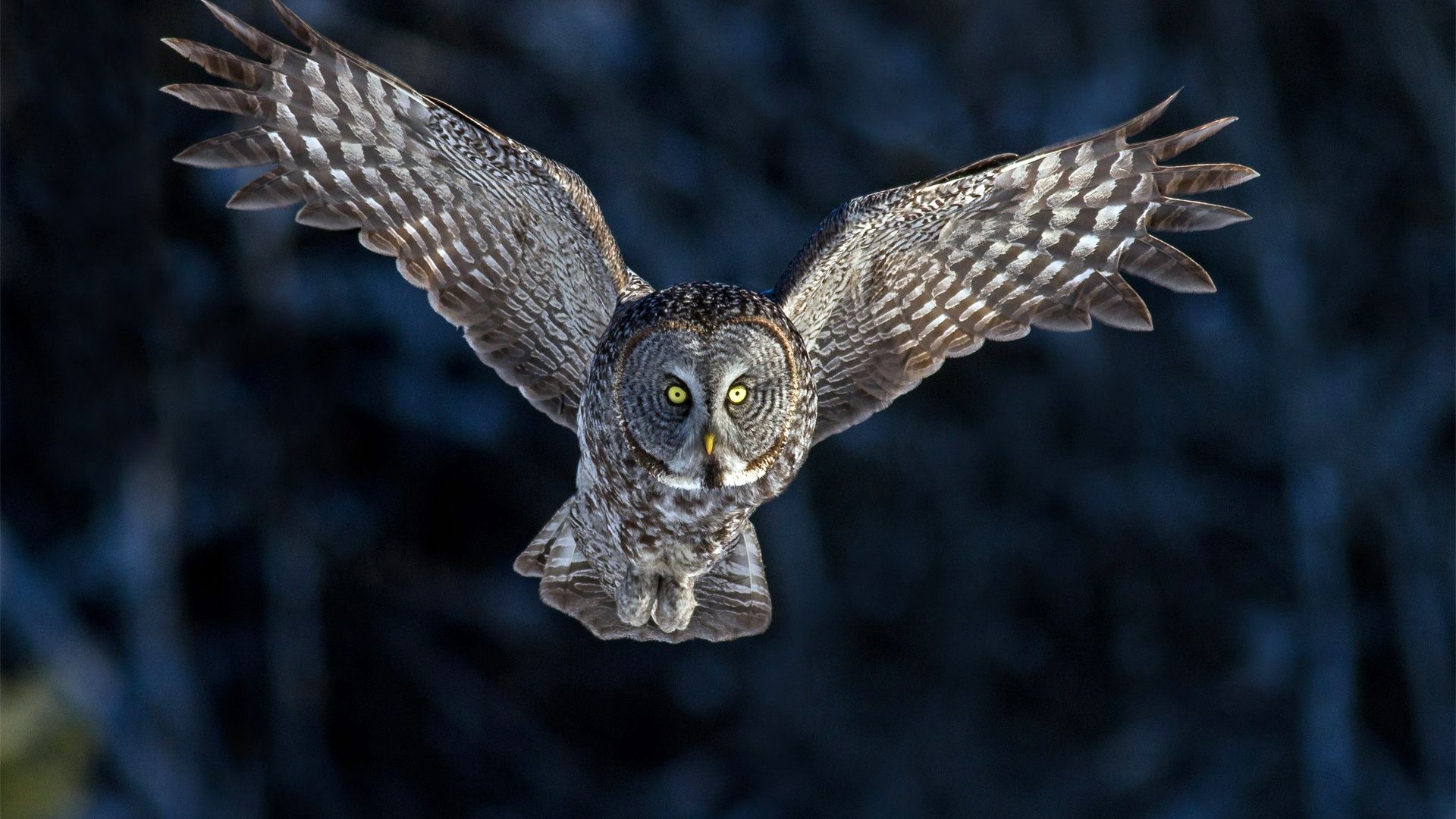 Wise Council From The Owl - Native American Totems