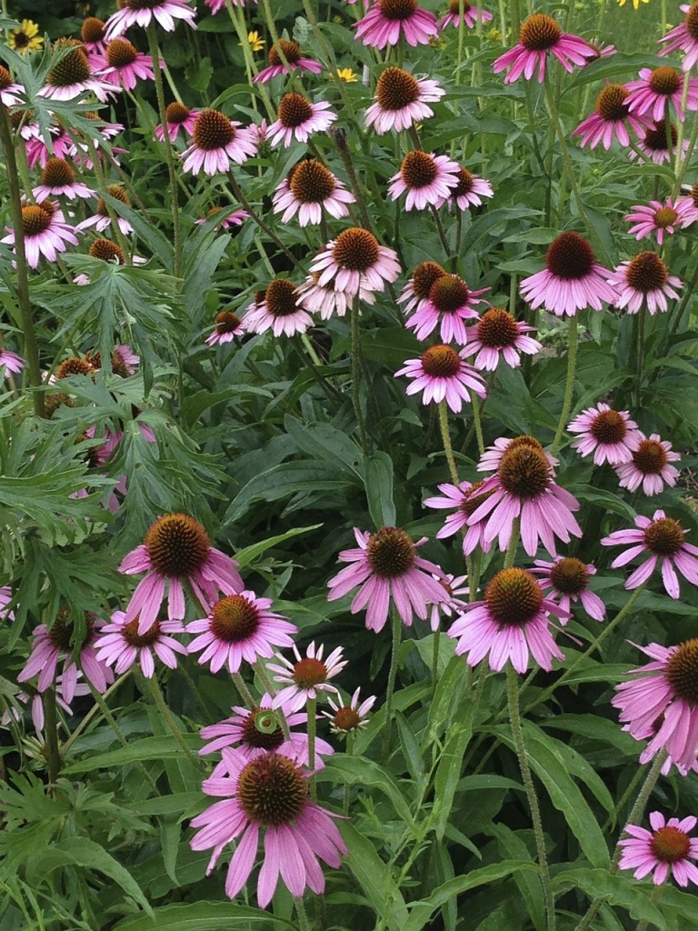 coneflower Native American Totems