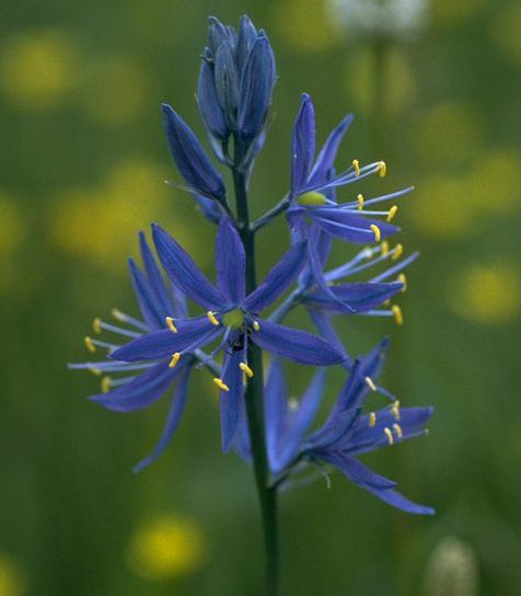 blue camas flower
