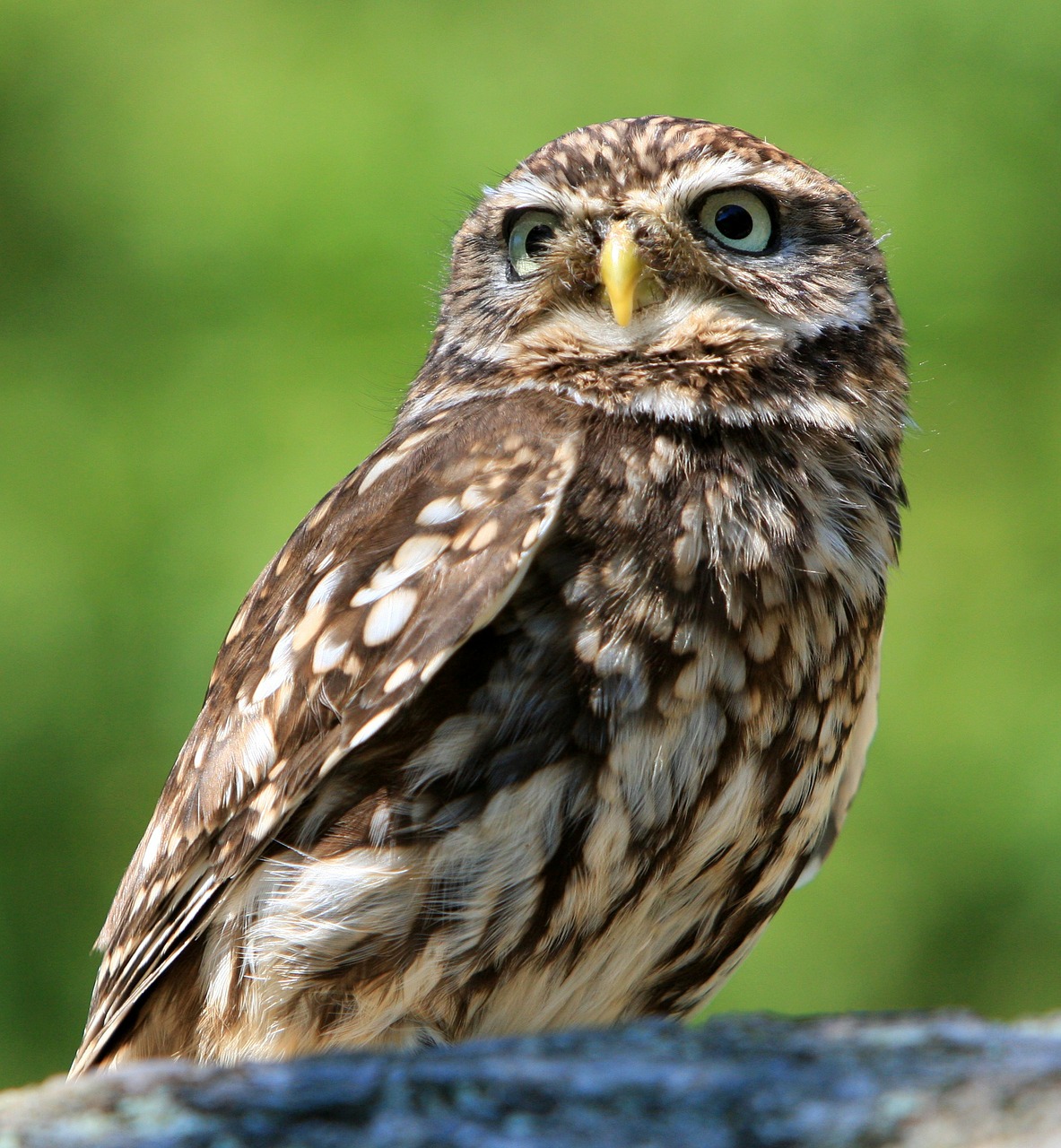 Living With Owl As Your Birth Totem - Native American Totems