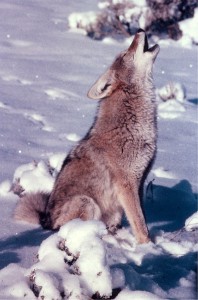coyote totem