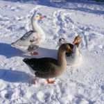 snow goose birth totem