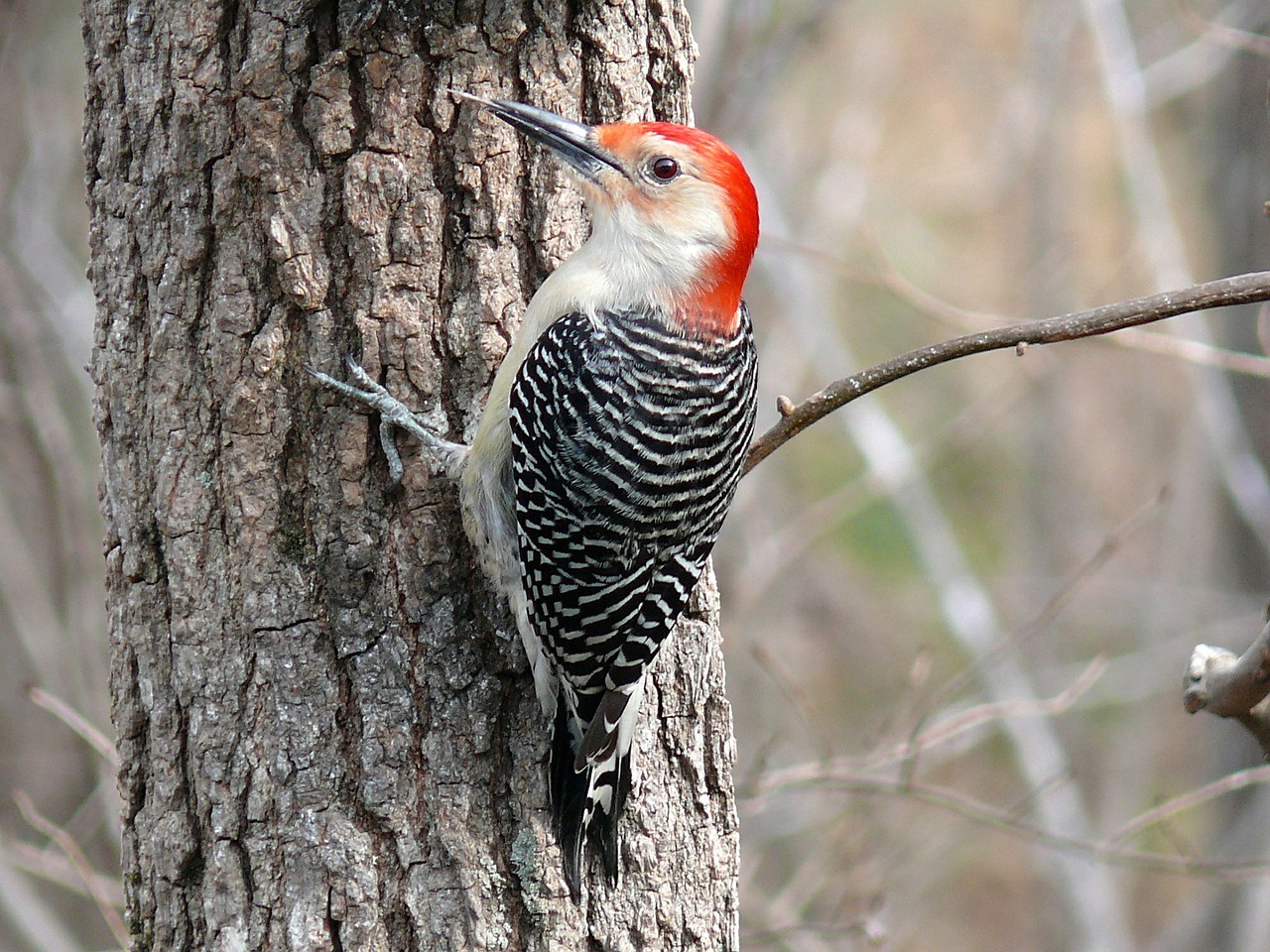 Woodpecker As An Animal Spirit Guide