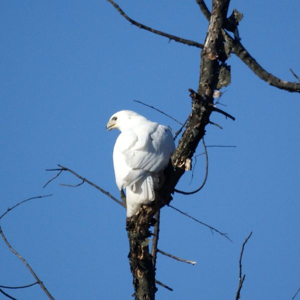 white hawk