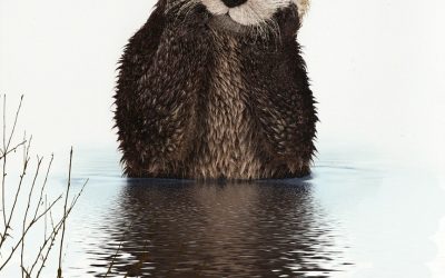 Otter As Your Birth Totem