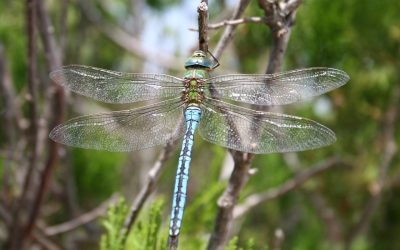 Dragonfly Medicine