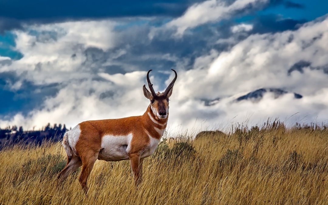 Antelope Animal Totem Medicine