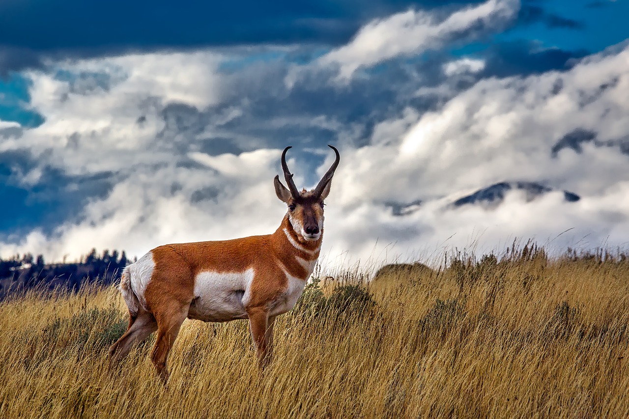 Antelope Animal Totem Medicine - Native American Totems