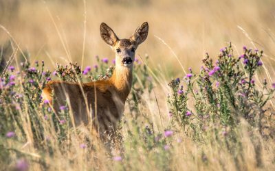 Deer as Native American Birth Totem