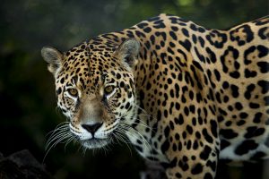 jaguar totem