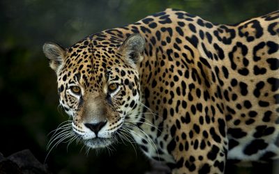 The Jaguar Totem