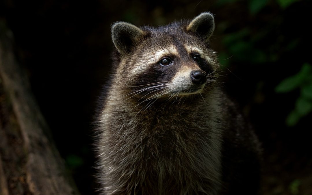 Raccoon As A Native American Totem