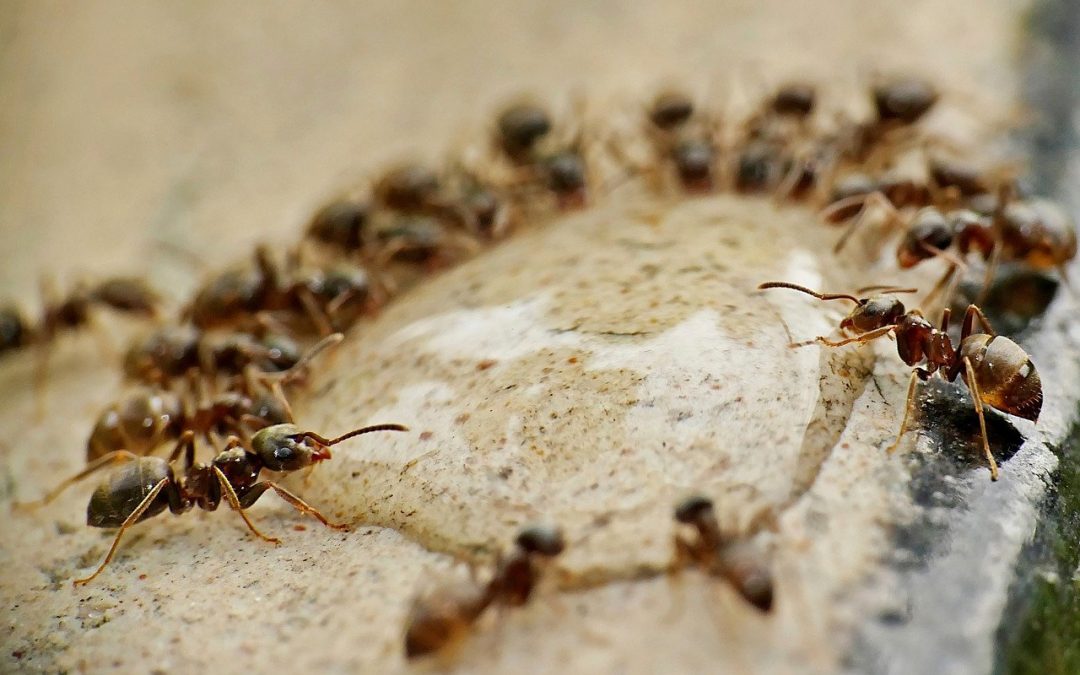 What does the Ant Totem teach us?