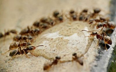 What does the Ant Totem teach us?