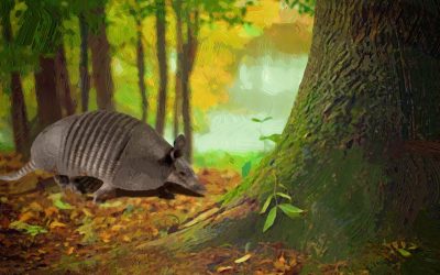 Armadillo As Native American Totem