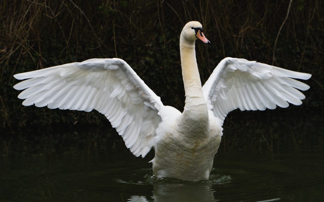 swan totem