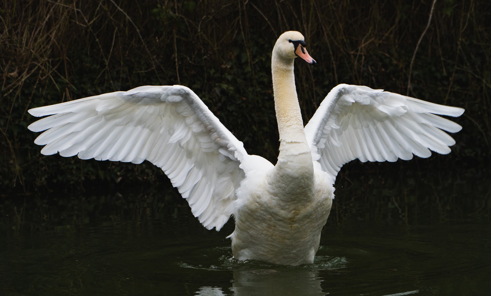 What Totem Message Does Swan Bring? - Native American Totems