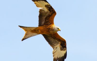 Red Kite Totem Messages