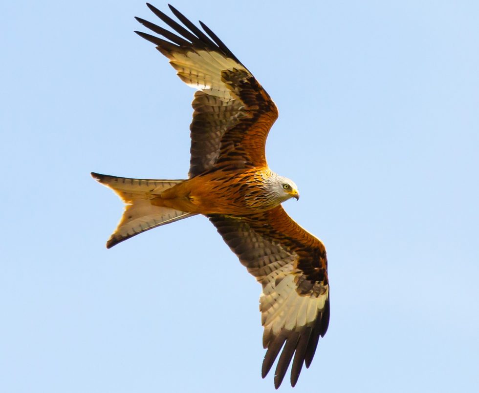 Red Kite Totem Messages - Native American Totems