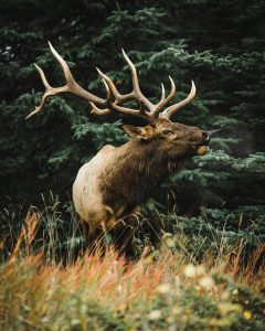 elk spirit guide