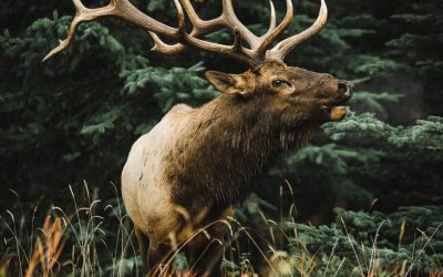 Elk Native American Birth Totem