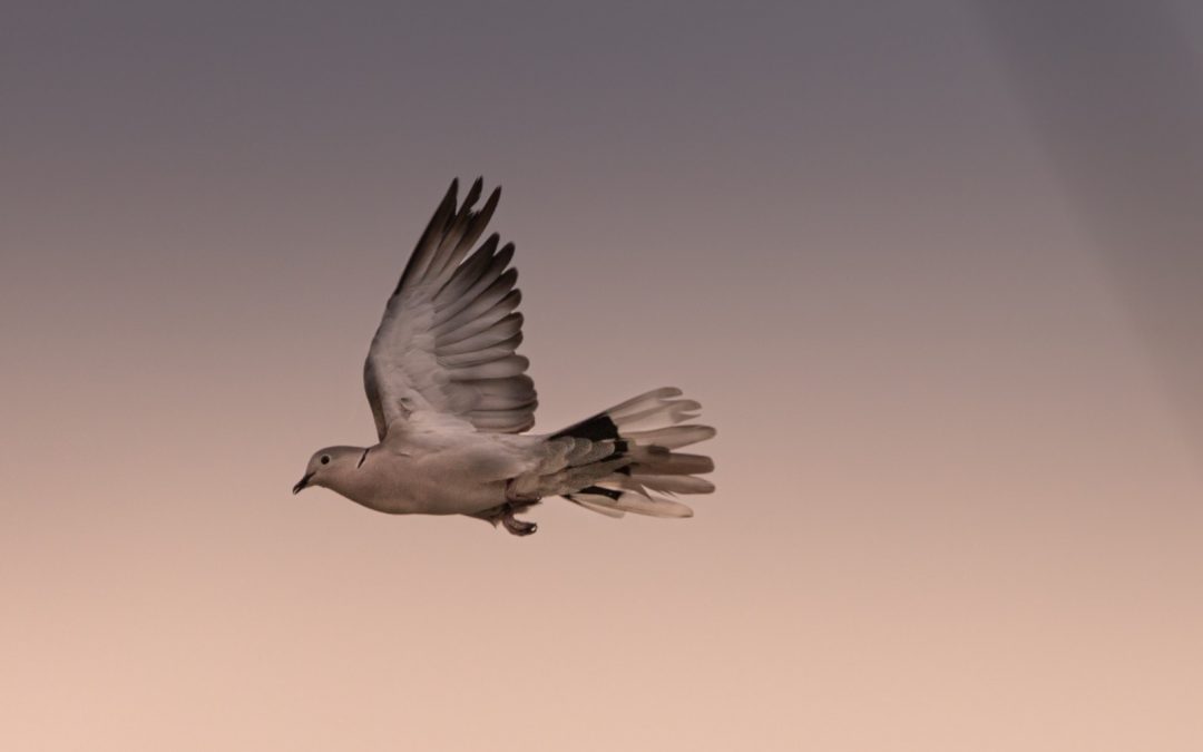 lessons from the dove