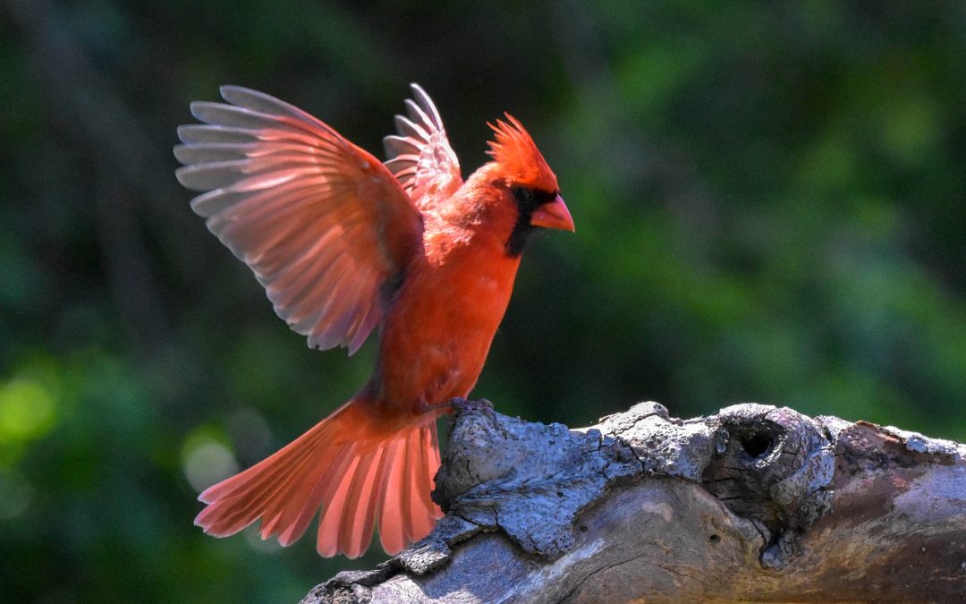 Bird Totems – The Cardinal
