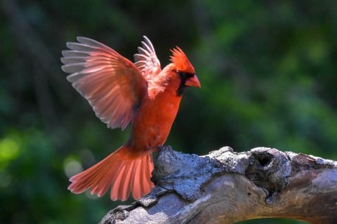 Bird Totems - The Cardinal - Native American Totems