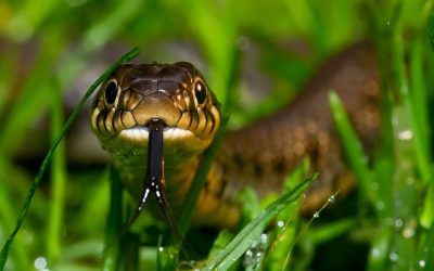 Native American Totem At Birth – Snake