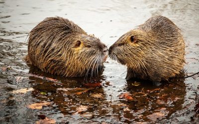 Native American Totem – Beaver