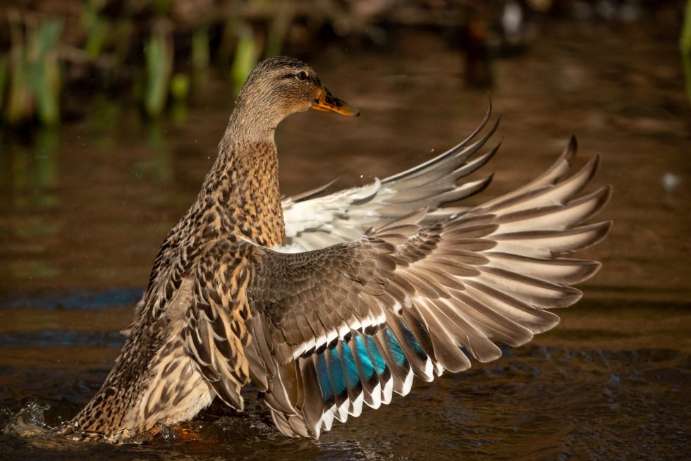 Duck Totem - Native American Totems