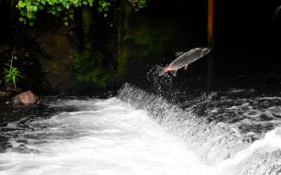 Salmon Totem Wishes Michey Happy Birthday