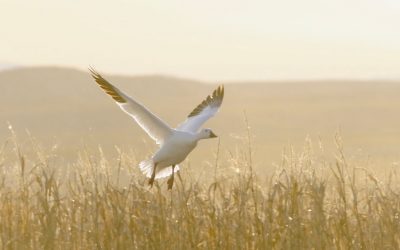 Snow Goose – Native American Birth Totem