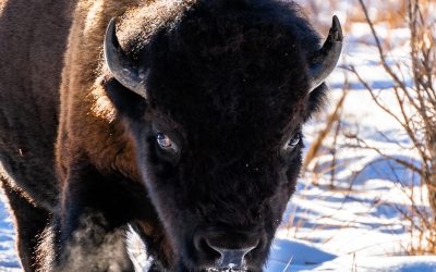 Buffalo Gives Medicine Of Prayer