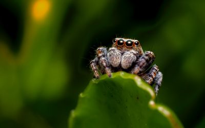 Spider Comes As A Totem