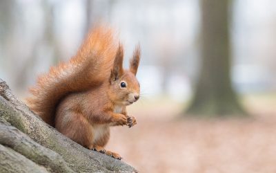 Lessons From The Totem Of Squirrel