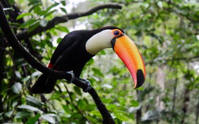 Toucan Native Totem