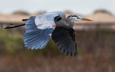 Native American Totems: Blue Heron