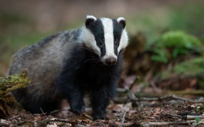 Badger Totem Medicine