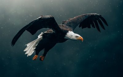 Is Eagle Your Animal Totem?