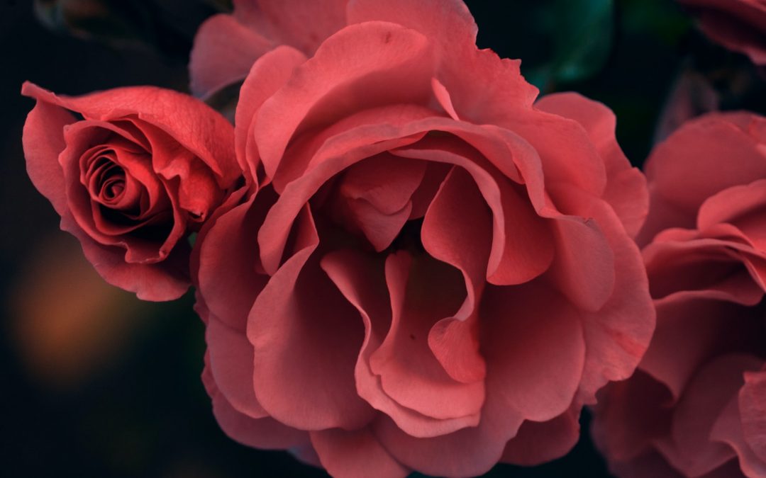 Plant Totem Of Rose