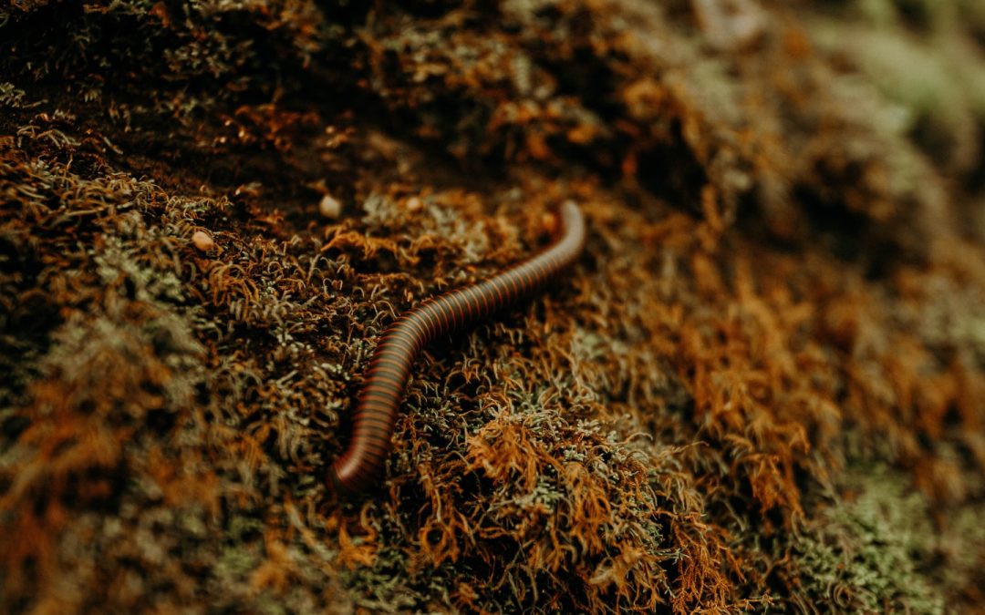 earthworm totem