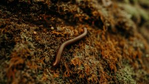 earthworm totem
