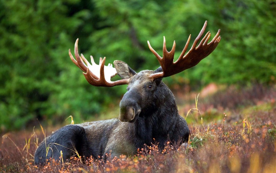 What Is The Moose Animal Totem?