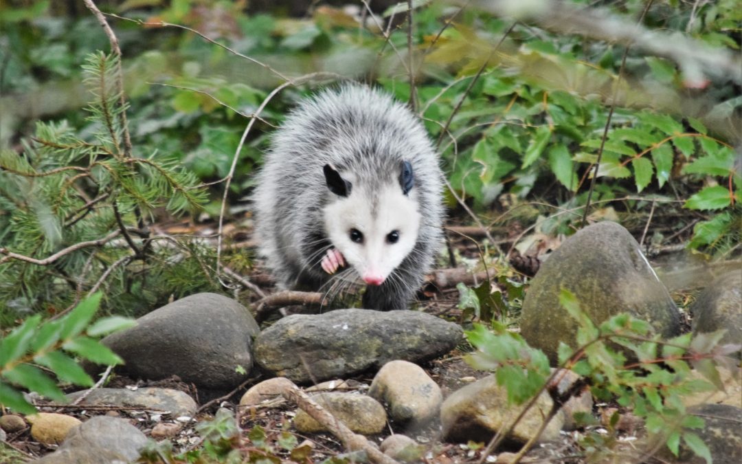 opossum totem