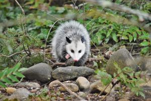 opossum totem
