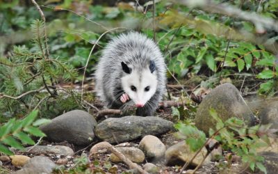 Native American Totem Opossum