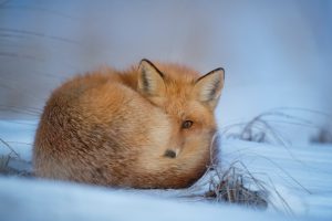 fox laying on snow