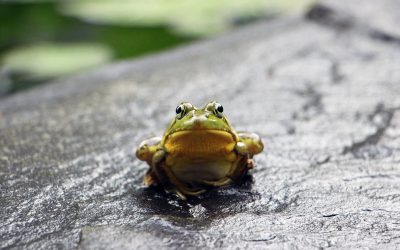 Frog Totem Gives Message of Cleansing