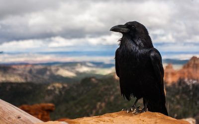 Raven As Your Native American Birth Totem